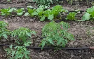 maxum-irrigation-drip-irrigation_