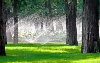 signs_that_you_overwatered_your_lawn_